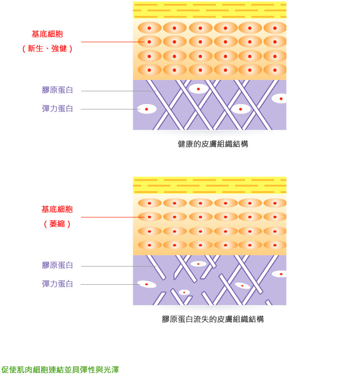 胶原蛋白即占皮肤组织中真皮层的70%,赋予肌肤强度与弹性,它与弹力